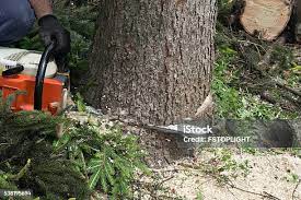 Professional Tree Care in Scranton, PA