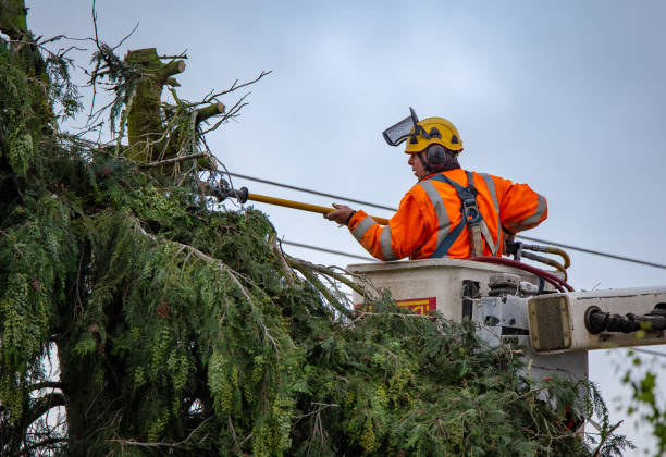 Best Commercial Tree Services  in Scranton, PA