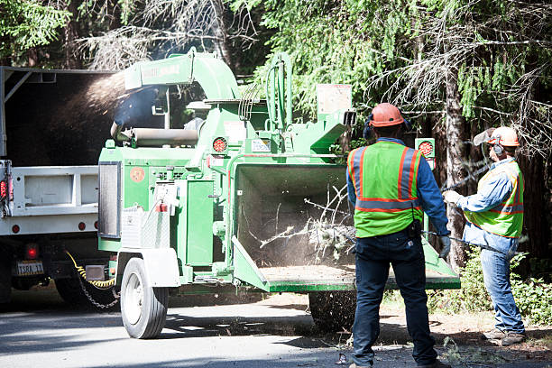 Best Tree Trimming and Pruning  in Scranton, PA
