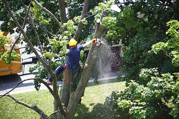 Best Tree Disease Treatment  in Scranton, PA