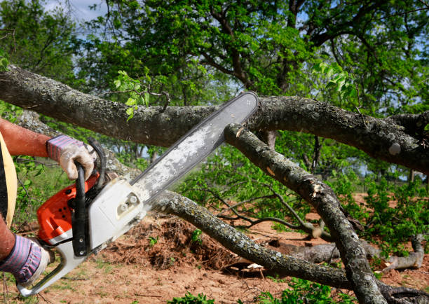 How Our Tree Care Process Works  in  Scranton, PA